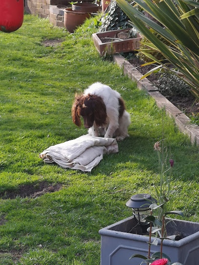 Appliance Repair Man