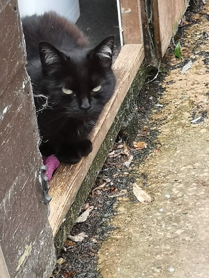 Cramar Cat Rescue and Sanctuary