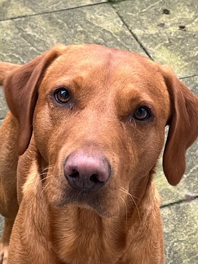 Kingsway Canine Service