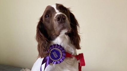 Scent Work Academy - Companion Dog Scentwork Training