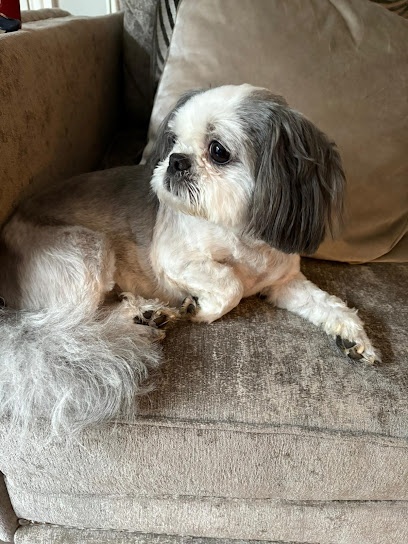 Shampoochies Dog Grooming