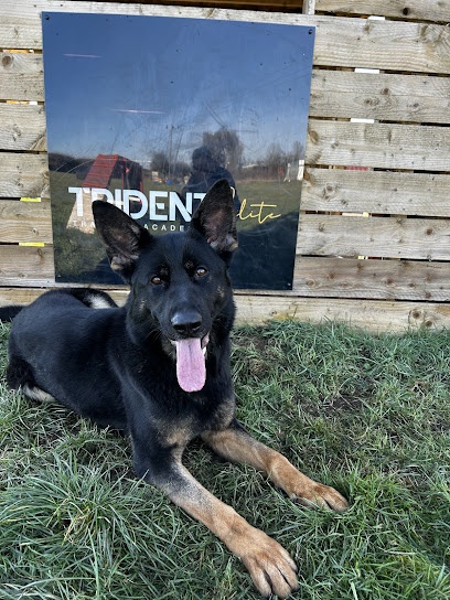 Trident Elite Family Protection Dogs