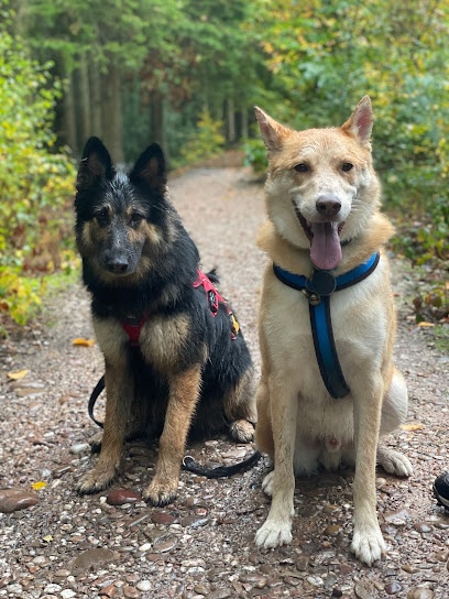 Woofology Dog Training